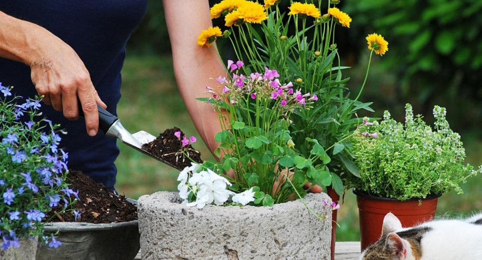 The Shakespeare Hospice - Green Therapy