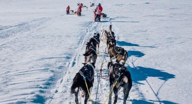The Shakespeare Hospice - The Lapland Husky Trail