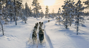 The Shakespeare Hospice - The Lapland Husky Trail
