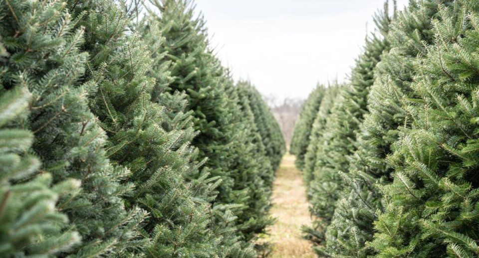 The Shakespeare Hospice - Treecycle