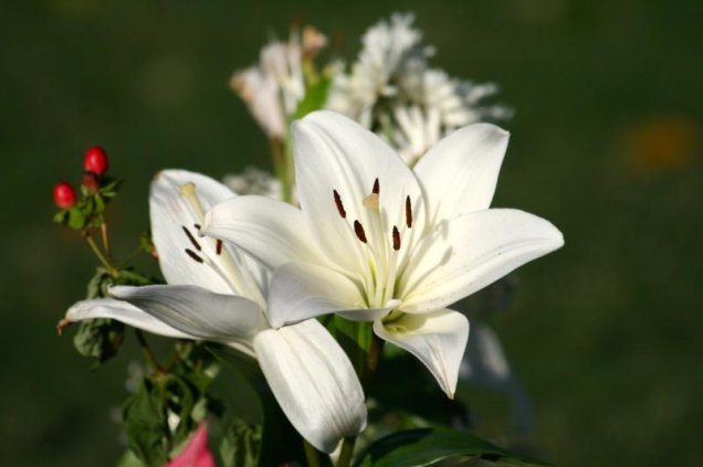 The Shakespeare Hospice - Make a donation